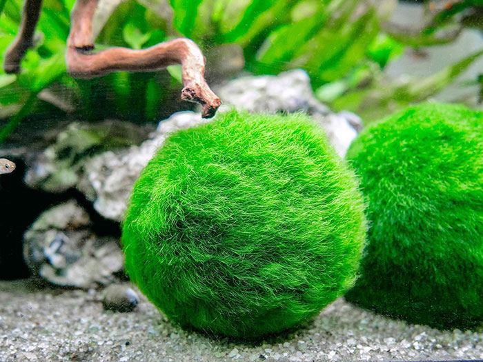 tảo cầu Marimo dễ chăm sóc, không cần nhiều ánh sáng